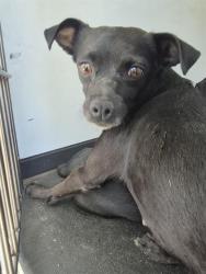 Shelter Stray Female Dog last seen Near BLK KNUDSEN DR, BAKERSFIELD CA, 201 S Mt Vernon Ave, Bakersfield, CA 93307, USA