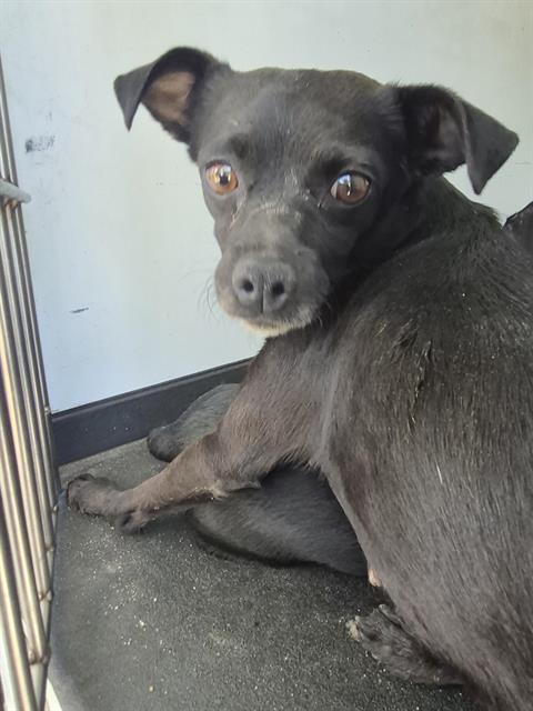Shelter Stray Female Dog last seen Near BLK KNUDSEN DR, BAKERSFIELD CA, 201 S Mt Vernon Ave, Bakersfield, CA 93307, USA