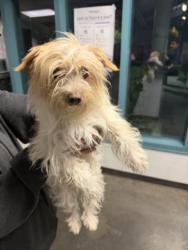 Shelter Stray Female Dog last seen , West Valley Animal Shelter, 20655 Plummer St, Chatsworth, CA 91311, USA
