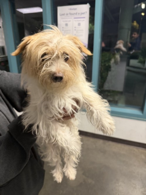 Shelter Stray Female Dog last seen , West Valley Animal Shelter, 20655 Plummer St, Chatsworth, CA 91311, USA