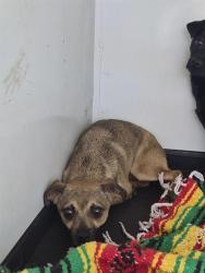 Shelter Stray Female Dog last seen Near BLK KNUDSEN DR, BAKERSFIELD CA, 201 S Mt Vernon Ave, Bakersfield, CA 93307, USA