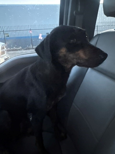 Shelter Stray Female Dog last seen Near BLK BAKERS ST, BAKERSFIELD CA, 201 S Mt Vernon Ave, Bakersfield, CA 93307, USA