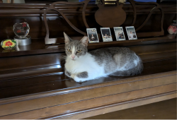 Reunited Female Cat last seen Braeburn, Kristin Guinea, Fairfax, VA 22032