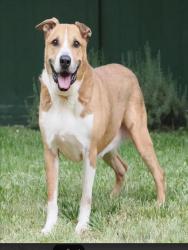 Shelter Stray Male Dog last seen , 14409 Vanowen St, Van Nuys, CA 91405, USA
