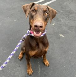 Shelter Stray Female Dog last seen , 14409 Vanowen St, Van Nuys, CA 91405, USA