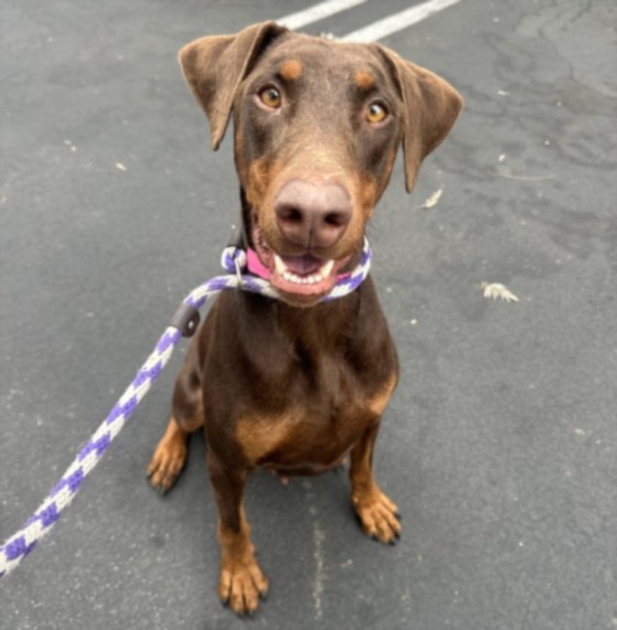 Shelter Stray Female Dog last seen , 14409 Vanowen St, Van Nuys, CA 91405, USA
