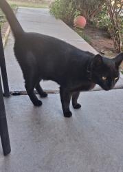 Found/Stray Male Cat last seen Sean Haggerty/Sandy koufax, El Paso, TX 79934