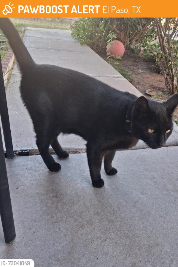 Found/Stray Male Cat last seen Sean Haggerty/Sandy koufax, El Paso, TX 79934