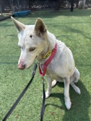 Shelter Stray Female Dog last seen , 14409 Vanowen St, Van Nuys, CA 91405, USA