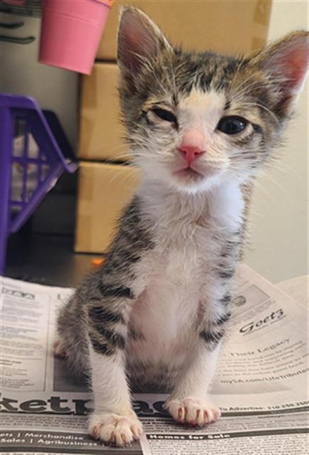 Shelter Stray Female Cat last seen , 4710 TX-151, San Antonio, TX 78227, USA