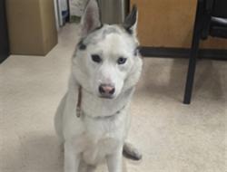 Shelter Stray Male Dog last seen , 957 N Gaffey St, San Pedro, CA 90731, USA