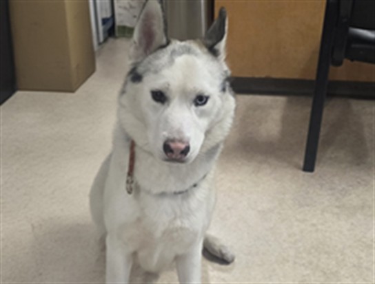 Shelter Stray Male Dog last seen , 957 N Gaffey St, San Pedro, CA 90731, USA