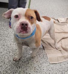 Shelter Stray Male Dog last seen Near BLOCK E HILDALE ST, DETROIT, MI 48234, 7401 Chrysler Dr, Detroit, MI 48211, USA