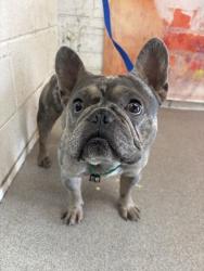 Shelter Stray Male Dog last seen Near BLOCK S PERSHING, 333 Chandler Pl, San Bernardino, CA 92408, USA