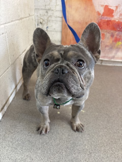 Shelter Stray Male Dog last seen Near BLOCK S PERSHING, 333 Chandler Pl, San Bernardino, CA 92408, USA