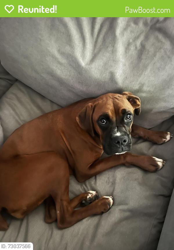 Reunited Female Dog last seen Heathwood and Churchill, Hamilton, OH 45013