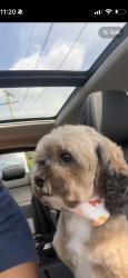 Reunited Male Dog last seen Pulaski Rd, Calumet City, IL 60409