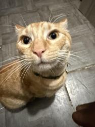 Lost Male Cat last seen Lambert & Jackson on 20th & 21st ST, Philadelphia, PA 19145