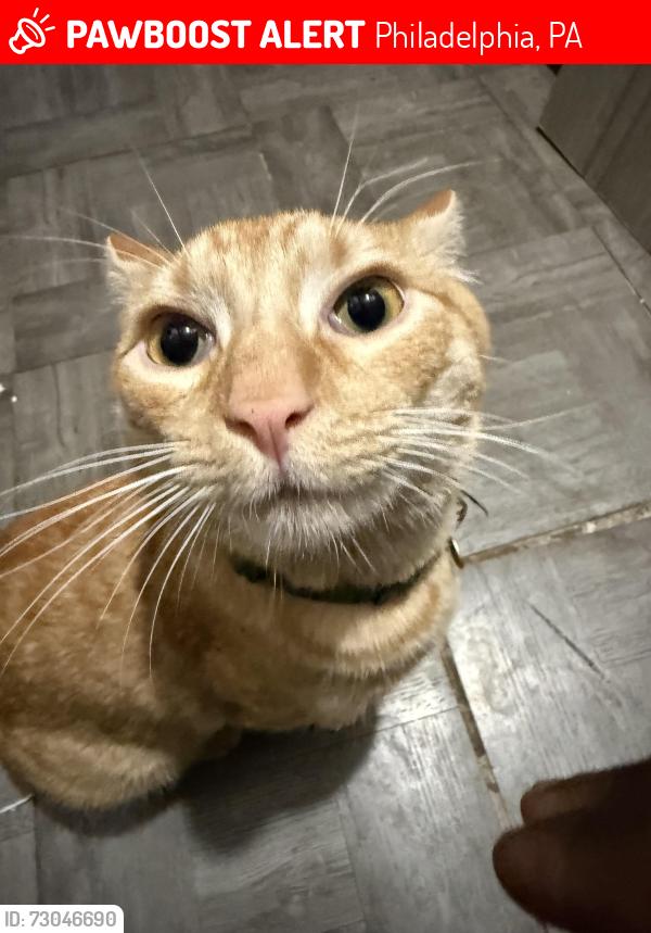 Lost Male Cat last seen Lambert & Jackson on 20th & 21st ST, Philadelphia, PA 19145