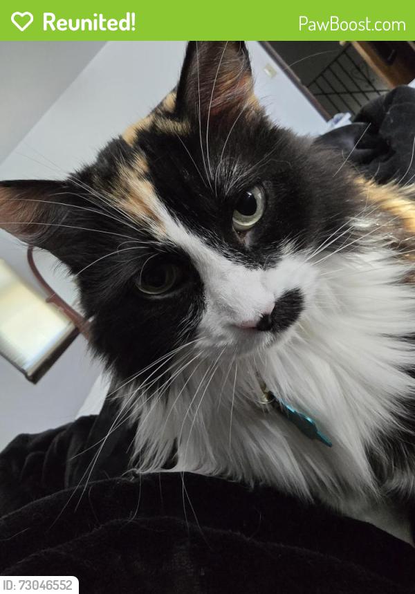 Reunited Female Cat last seen Doubletree hotel, Dublin, OH 43017
