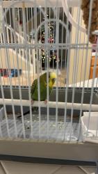 Lost Male Bird last seen Seashell Place, San Diego, CA 92130