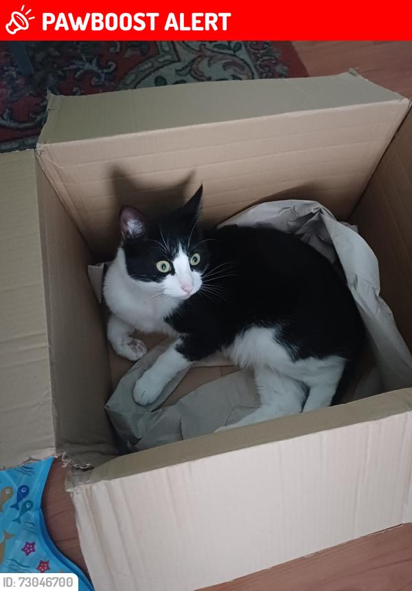 Lost Male Cat last seen Liverpool street salford, Greater Manchester, England M6 5GT