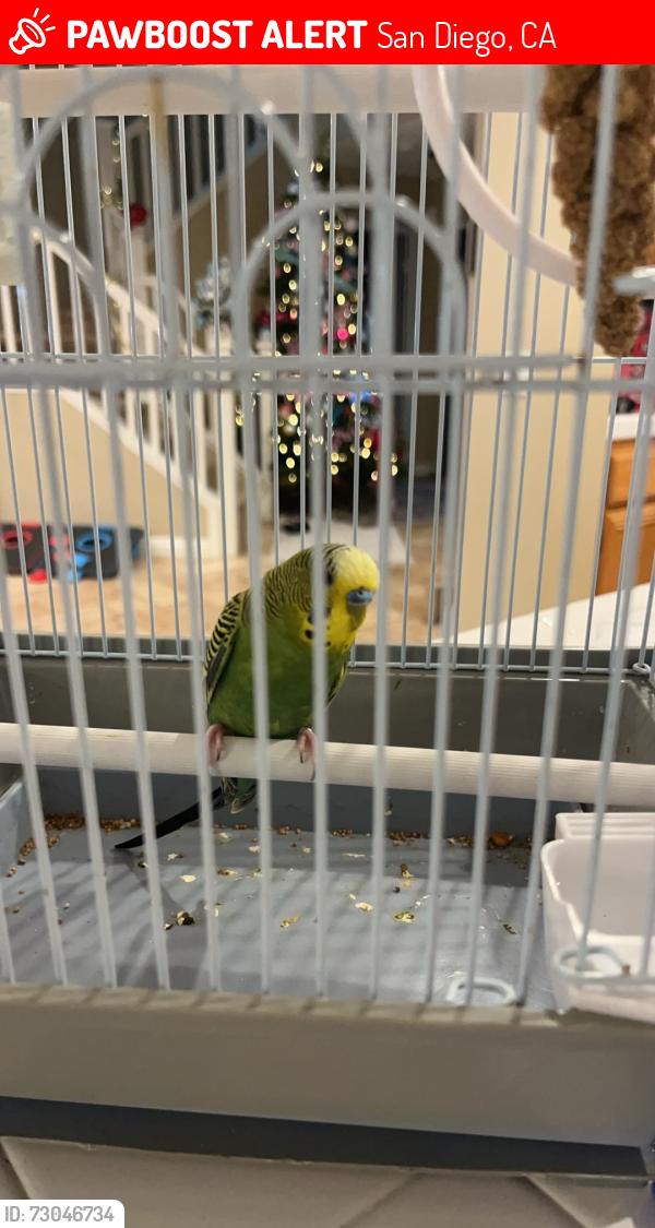 Lost Male Bird last seen Seashell Place, San Diego, CA 92130