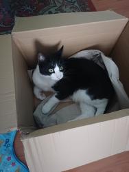 Lost Male Cat last seen Liverpool street salford, Greater Manchester, England M6 5GT