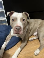 Reunited Male Dog last seen Walnut st, Waterbury, CT 06702