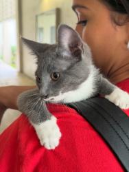 Found/Stray Female Cat last seen Grey , small, is a girl, Miami, FL 33147