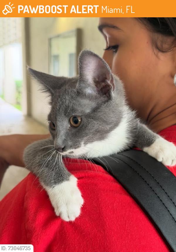 Found/Stray Female Cat last seen Grey , small, is a girl, Miami, FL 33147