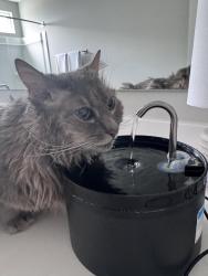 Lost Male Cat last seen Near glacier pointe drive plain city Ohio, Plain City, OH 43064