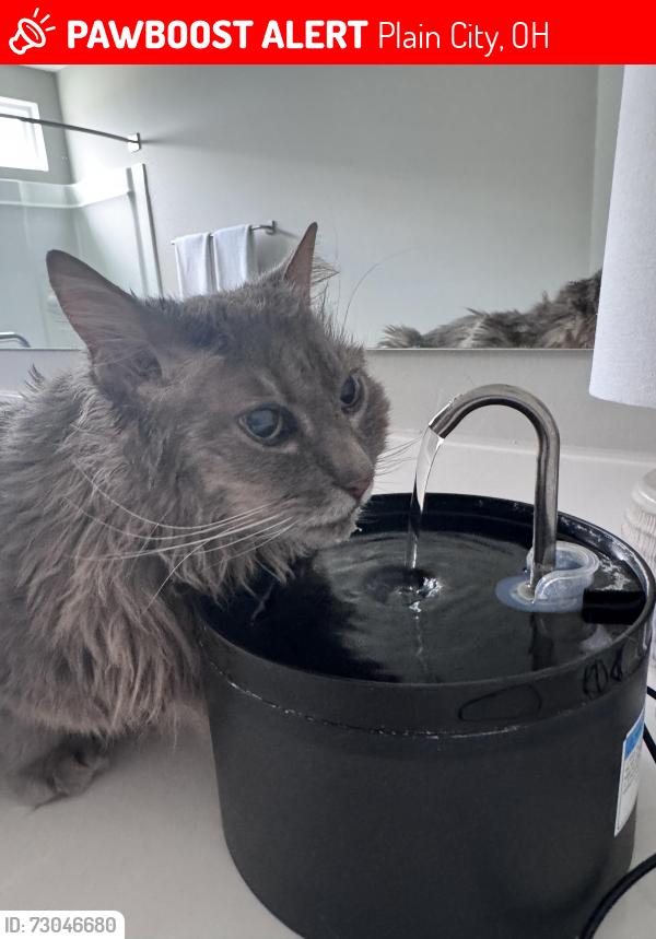 Lost Male Cat last seen Near glacier pointe drive plain city Ohio, Plain City, OH 43064