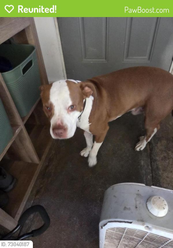 Reunited Male Dog last seen 131st st E tacoma wa 98445, Tacoma, WA 98445