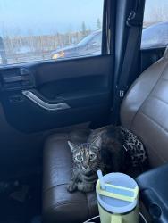 Lost Female Cat last seen Unfinished apmt being built off 109st and 79 ave, Edmonton, AB T6G 0P9
