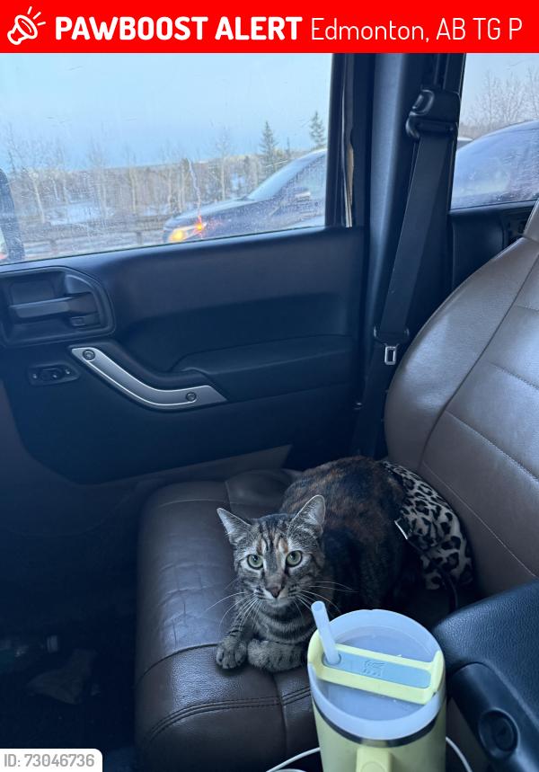 Lost Female Cat last seen Unfinished apmt being built off 109st and 79 ave, Edmonton, AB T6G 0P9