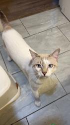 Lost Male Cat last seen Skyline , San Diego, CA 92114