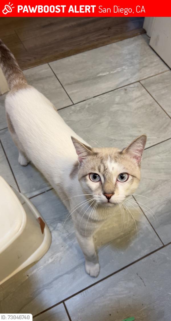 Lost Male Cat last seen Skyline , San Diego, CA 92114