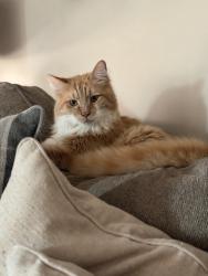 Lost Male Cat last seen Oakwood Avenue, Kannapolis, NC 28081