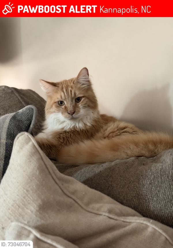 Lost Male Cat last seen Oakwood Avenue, Kannapolis, NC 28081