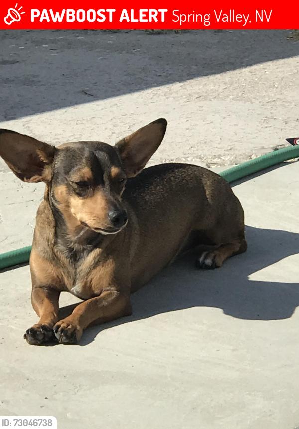 Lost Male Dog last seen Flamingo and Jones Spring Valley, Nevada, Spring Valley, NV 89103