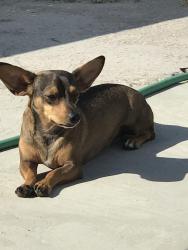 Lost Male Dog last seen Flamingo and Jones Spring Valley, Nevada, Spring Valley, NV 89103
