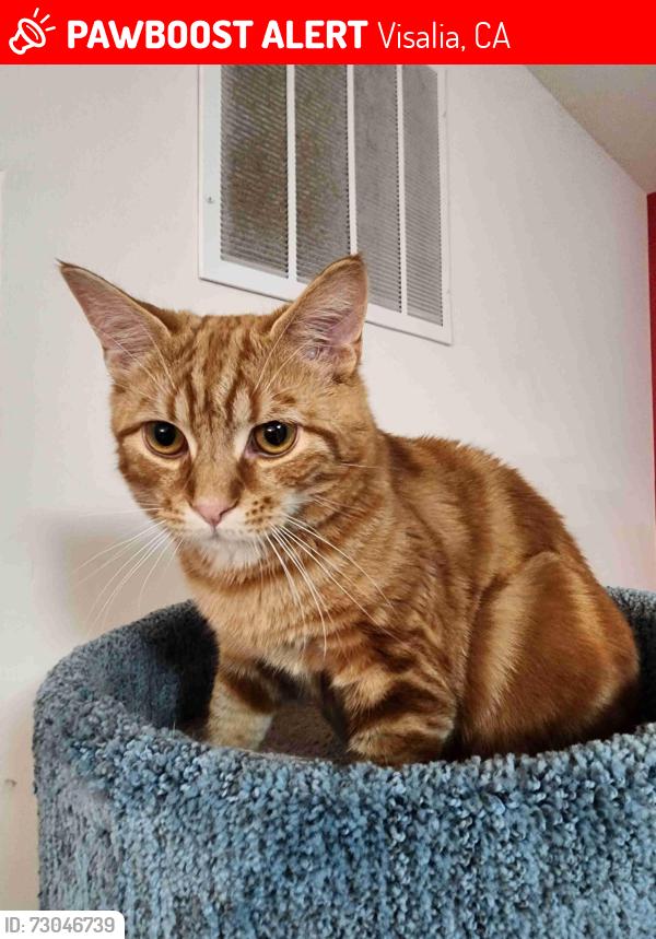 Lost Male Cat last seen W. Paradise Ave/Court St, Visalia, CA 93277