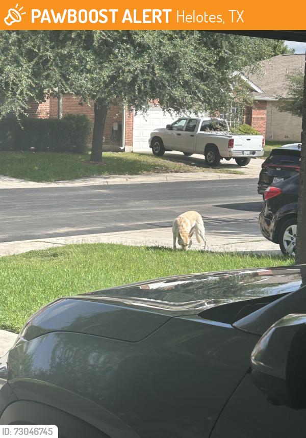 Found/Stray Unknown Dog last seen Amberg Path, Helotes, TX 78023