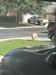Found/Stray Unknown Dog last seen Amberg Path, Helotes, TX 78023