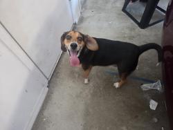 Reunited Male Dog last seen Mansford Dr., Melbourne, FL 32940