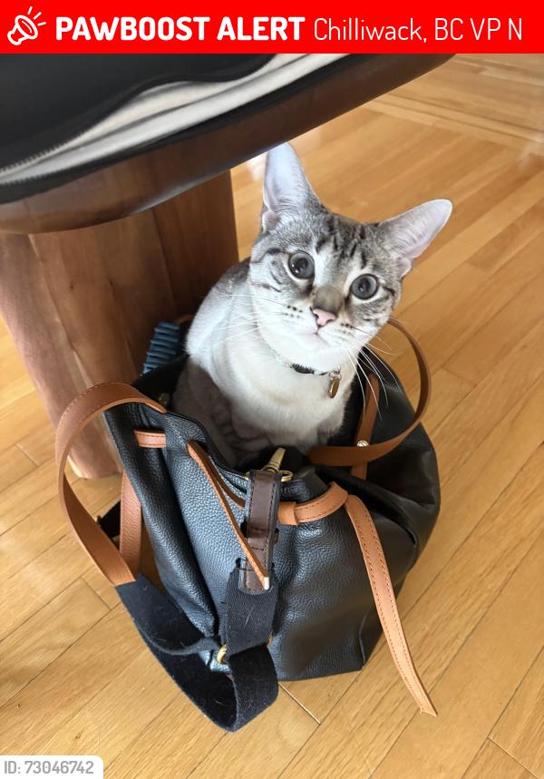 Lost Female Cat last seen Timberline and Kenswood, Chilliwack, BC V2P 7N9