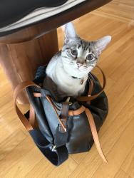 Lost Female Cat last seen Timberline and Kenswood, Chilliwack, BC V2P 7N9