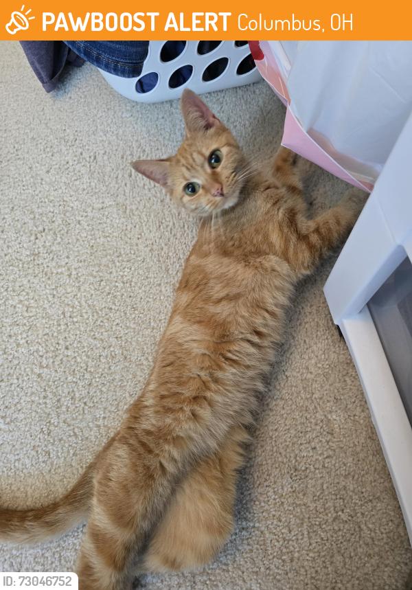 Found/Stray Unknown Cat last seen River Oaks apmts, Columbus, OH 43228