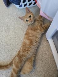 Found/Stray Unknown Cat last seen River Oaks apmts, Columbus, OH 43228
